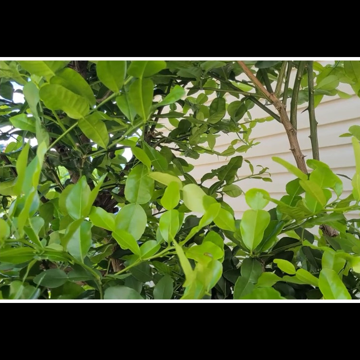 Modal Rp0, ini trik merawat pohon jeruk purut agar daunnya lebar, rimbun, dan berwarna hijau