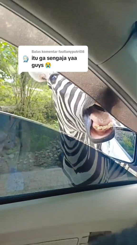 Momen kocak zebra hampir masuk mobil keluarga saat main di kebun binatang ini endingnya bikin meringis