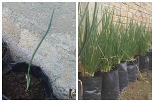 Tanpa micin, ini cara supaya tanaman daun bawang tumbuh subur dan lebat pakai 3 jenis sampah dapur