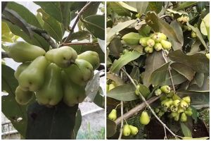 Modal Rp500, begini cara merawat pohon jambu air agar berbuah lebat dalam pot pakai 2 bahan dapur