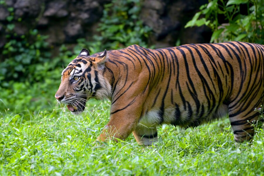 11 Arti mimpi harimau yang penuh makna, bikin merinding