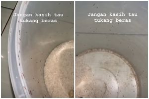 Tanpa cuka atau daun jeruk, begini cara ampuh mengusir kutu beras dengan tambahan 2 bumbu dapur