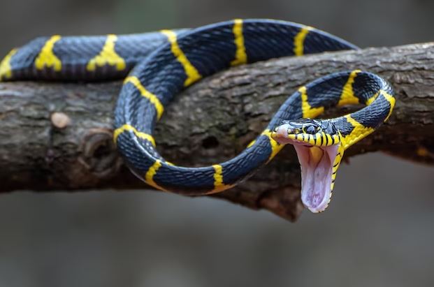 35 Arti mimpi digigit ular, bisa jadi pertanda baik dan buruk dalam hidup