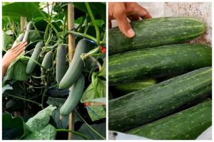 Tanpa bawang, ini cara merawat tanaman timun agar buahnya lebat dan besar pakai 1 bumbu dapur