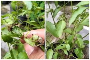 Tanpa bawang putih, ini trik bikin cairan pembasmi hama bakteri pada tanaman kemangi dari 2 bahan dapu