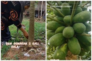 Modal Rp5.000-an, ini trik merawat pohon pepaya agar subur dan cepat berbuah pakai 1 bumbu dapur