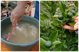 Cuma modal 1 jenis buah, ini trik merawat pohon jeruk purut agar buahnya banyak dan berukuran besar