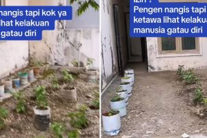 Wanita ini syok rumahnya dijadikan ladang cabai oleh tetangga tanpa izin, curhatannya tuai perdebatan