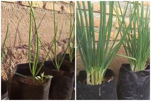 Bermodal ampas dapur, ini trik suburkan tanaman daun bawang agar lebih rimbun dan tak mudah busuk