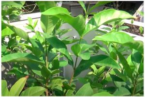 Tak perlu bumbu dapur, ini trik melebatkan tanaman daun salam agar semakin rimbun dan lebar