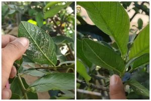 Tanpa sabun cuci piring, ini trik basmi hama kutu dan semut di pohon jambu kristal cuma pakai 1 bahan