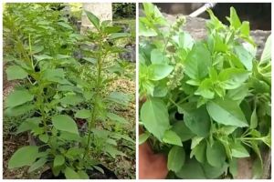 Modal Rp0, ini trik merawat tanaman daun kemangi agar daunnya rimbun dan bisa cepat dipanen