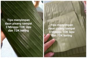 Bukan di kulkas, begini cara menyimpan daun pisang agar tak kering dan menguning hingga 3 minggu