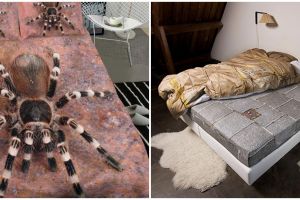 11 Potret kocak desain nyeleneh sprei ini bikin salah paham, yang bikin kelewat kreatif