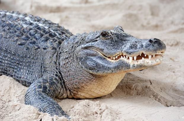 15 Arti mimpi dikejar buaya bagi perempuan menurut Islam, menyimpan makna untuk waspada