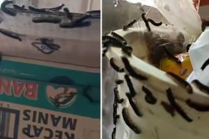 Momen wanita santai tunjukkan rumahnya dipenuhi ulat jati ini bikin netizen merinding