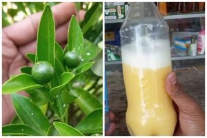 Tanpa air cucian beras, ini trik melebatkan buah pada pohon jeruk cukup pakai 2 jenis minuman