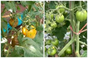 Tanpa disemprot cairan khusus, ini trik basmi hama lalat pada tanaman tomat pakai 1 bahan sederhana