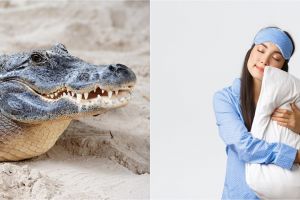 9 Arti mimpi melihat buaya menurut primbon Jawa, ternyata ada kaitan sama masa depan