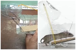 Bermodal 1 sampah dan bahan dapur, begini cara bikin perangkap tikus yang ampuh tanpa racun