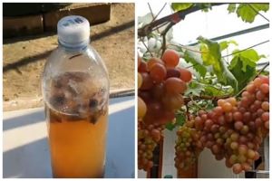 Bukan bumbu dapur, ini cara merawat tanaman anggur agar berbuah lebat cuma pakai 1 jenis sampah dapur