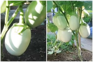 Tanpa bumbu dapur, ini trik melebatkan buah pada tanaman terong hanya dengan 1 bahan pemanis