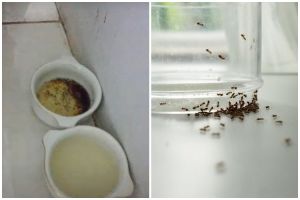 Tanpa kapur barus atau minyak goreng, ini trik mengusir dan mencegah semut datang ke meja makan