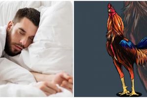 15 Arti mimpi ayam jago menurut primbon Jawa, punya isyarat membawa pertanda kabar baik
