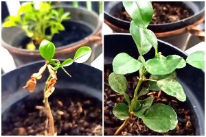Trik mengatasi daun pohon jeruk purut rontok agar subur dan lebat lagi, ampuh pakai 3 bahan dapur