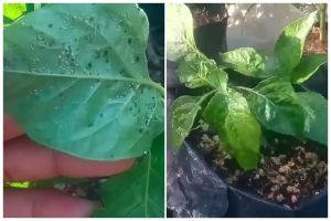 Bukan sabun cuci piring, ini trik ampuh mengusir hama di daun tanaman cabai cuma pakai 1 bumbu dapur