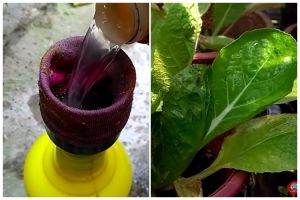 Bukan pakai sabun cuci piring, ini cara cepat basmi hama di tanaman sawi cuma pakai 1 bumbu dapur