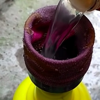 Bukan pakai sabun cuci piring, ini cara cepat basmi hama di tanaman sawi cuma pakai 1 bumbu dapur