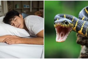 15 Arti mimpi dipatok ular menurut Islam, pertanda dapat jodoh atau bisa pula isyarat waspada