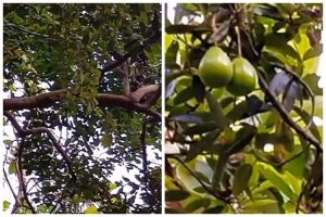 Cuma pakai 1 bumbu dapur, ini cara merawat pohon alpukat agar berbuah lebat dan bunganya tidak rontok