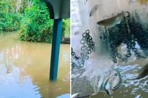 Definisi banjir bawa berkah, momen bapak-bapak panen ikan hasil menjala depan rumah ini jadi sorotan