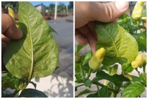 Cara aman usir hama kutu dan semut pada daun tanaman cabai, ampuh pakai 1 jenis sayur