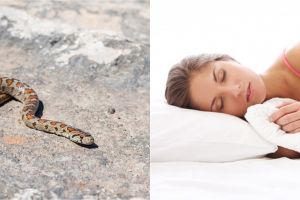 11 Arti mimpi ular masuk rumah, gambaran adanya hambatan di masa depan