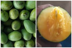 Bukan dibungkus koran atau dikarbit, ini trik cepat mematangkan buah mangga pakai 1 jenis minuman