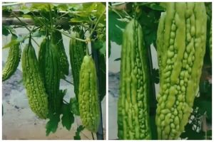 Cukup pakai 1 ampas buah, ini trik merawat tanaman pare agar berbuah lebat dan besar tanpa pupuk kimia