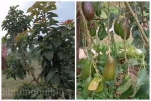 Tanpa bumbu dapur, begini trik merawat pohon alpukat agar tumbuh subur dan berbuah lebat