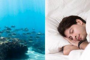 11 Arti mimpi melihat ikan banyak menurut primbon Jawa, bisa jadi isyarat adanya peluang baik