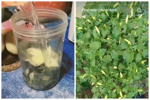 Tanpa garam atau micin, ini trik merawat pohon cabai agar subur dan cepat berbuah pakai 1 ampas dapur