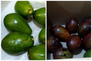 Bukan ditusuk lidi atau diperam beras, ini trik mematangkan alpukat dalam 2 hari pakai 1 jenis minuman