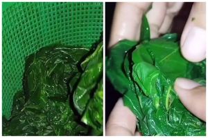 Trik merebus daun singkong agar empuk dan tetap hijau dalam 5 menit, cuma tambah 1 bahan dapur