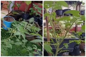 Bukan minyak goreng, ini cara usir hama semut dan kutu putih di tanaman tomat pakai 2 bahan dapur