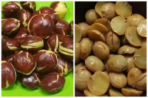 Tanpa diberi kopi atau direndam dulu, ini cara merebus jengkol agar kian empuk, tak bau, dan hemat gas