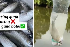 Wanita ini tunjukkan cara memancing yang tak biasa, modal dikit tapi dapat ikannya banyak