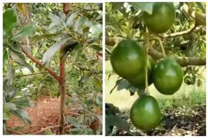 Tanpa diberi pupuk bumbu dapur, ini trik merawat pohon alpukat agar tumbuh subur dan cepat berbuah