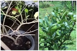 Trik suburkan pohon jeruk purut yang daunnya telanjur menguning dan rontok, ampuh pakai 1 bumbu dapur