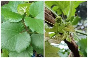 Bukan micin, begini cara merawat pohon anggur agar tumbuh subur dan berbuah banyak pakai 1 ampas dapur